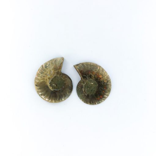 Ammonite Fossil | Sliced Pair | Sacred Earth Crystals | Wholesale Crystal Shop | Brisbane | Australia