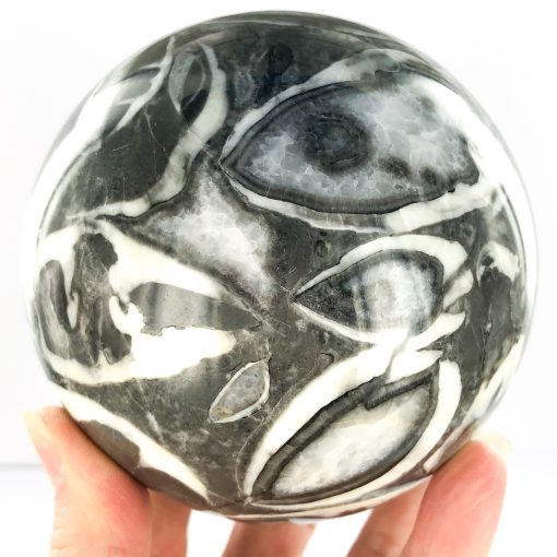 Shell Fossil | Sphere | Sacred Earth Crystals | Wholesale Crystals | Brisbane | Australia