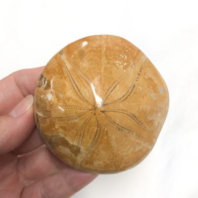 Sand Dollar | Fossil | Sacred Earth Crystals | Wholesale Crystals | Brisbane | Australia